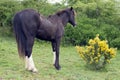 Horse grazing in front of a yellow furze bush