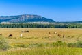 Horse grazing in Grand Teton National Park Royalty Free Stock Photo