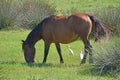 Horse grazing grass counter light Royalty Free Stock Photo