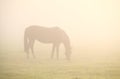 Horse grazing grass in deep mist Royalty Free Stock Photo