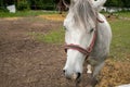 Horse grazing the grass on green meadow. Royalty Free Stock Photo