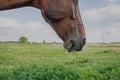 Horse grazing the grass on green meadow. Royalty Free Stock Photo