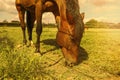 Horse grazing the grass on green meadow. Royalty Free Stock Photo