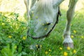 Horse grazing the grass on green meadow. Royalty Free Stock Photo