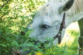 Horse grazing the grass on green meadow. Royalty Free Stock Photo