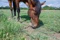 Horse grazing the grass on green meadow. Royalty Free Stock Photo