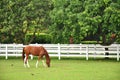 Horse grazing the grass in the stable