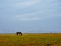 Horse Grazing On Grassy Field. Alone horse n the pasture in a countryside in a moody overcast autumn Royalty Free Stock Photo
