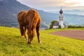 Horse grazing at green aplean meadow at sunset