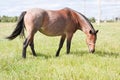 The Horse Grazing in a Green Field Royalty Free Stock Photo