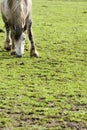 Horse grazing in green field Royalty Free Stock Photo