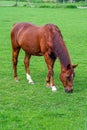 A horse is grazing in a green field. Grazing brown horse on the green Field Royalty Free Stock Photo