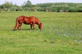 Horse grazing in green grass field spring season Royalty Free Stock Photo