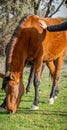 A horse grazing green grass under sunlight Royalty Free Stock Photo