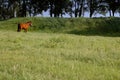 Horse is grazing on a green meadow