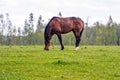 Horse grazing on a green meadow in the springtime. Latvia