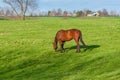 Horse grazing on green pastures of horse farm. Country landscape