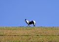 Horse grazing on hillside