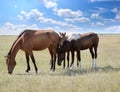 Horse grazing