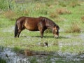 Horse grazing on inundated meadow