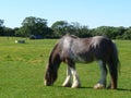 Clydesdale horse. The horse is grazing with its head down in the farm. Royalty Free Stock Photo