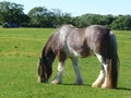 Clydesdale horse. The horse is grazing with its head down. Royalty Free Stock Photo