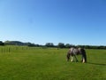 Clydesdale horse. The horse is grazing with its head down in the wide field farm. Royalty Free Stock Photo