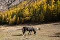 Horse grazing on the lawn in the Altai Mountains. Royalty Free Stock Photo