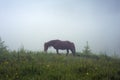 Horse grazing in a meadow Carpathian mountain valley in Ukraine. Brown horse grazing in early foggy morning. Royalty Free Stock Photo