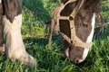 The horse is grazing in the meadow. Gnaws on green grass. Head close-up