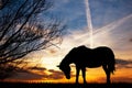 Horse grazing in the meadow