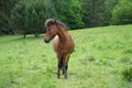 Horse grazing in a meadow