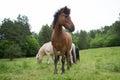 Horse grazing in a meadow