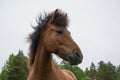 Horse grazing in a meadow