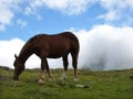 Horse grazing in a meadow of the Pyrenees