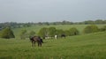 Horse 8 grazing in the meadow in sunshine Royalty Free Stock Photo