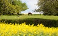 A horse grazing on a meadow surrounded by trees and blooming rapeseed fields in France