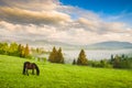 Horse grazing in a meadow Royalty Free Stock Photo