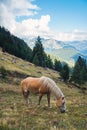 Horse Grazing on Meadows on the Slopes of The Alps