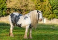 Horse grazing on Minchinhampton Common; The Cotswolds; Gloucestershire; UK