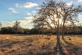 Horse Grazing in the Morning Sun of Texas Royalty Free Stock Photo