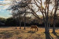 Horse Grazing in the Morning Sun of Texas Royalty Free Stock Photo