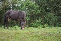 horse grazing on mountain pasture. foal eating grass in field. Royalty Free Stock Photo