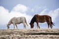 A horse is grazing in the mountains