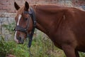 A horse grazing in the mountains near the castle ruins