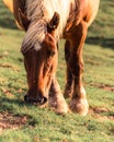 Horse grazing by Mugarra Royalty Free Stock Photo