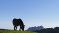 Horse grazing in the natural park of Aiako Harriak.