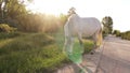 A horse is grazing near a country road