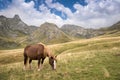 Horse grazing near Pourtalet pass, Ossau valley, Pyrenees, France Royalty Free Stock Photo