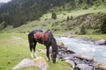 A horse grazing near the river. Kyrgyzstan. Royalty Free Stock Photo